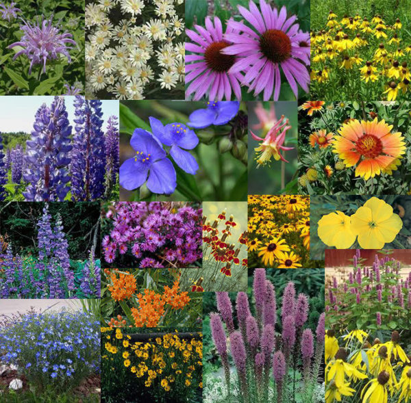 Native Perennial Wildflower Mix :Foothills Seed, Inc.